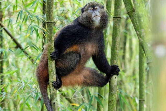 6-DAY RWANDA AND UGANDA BWINDI GORILLA EXPERIENCE SAFARI