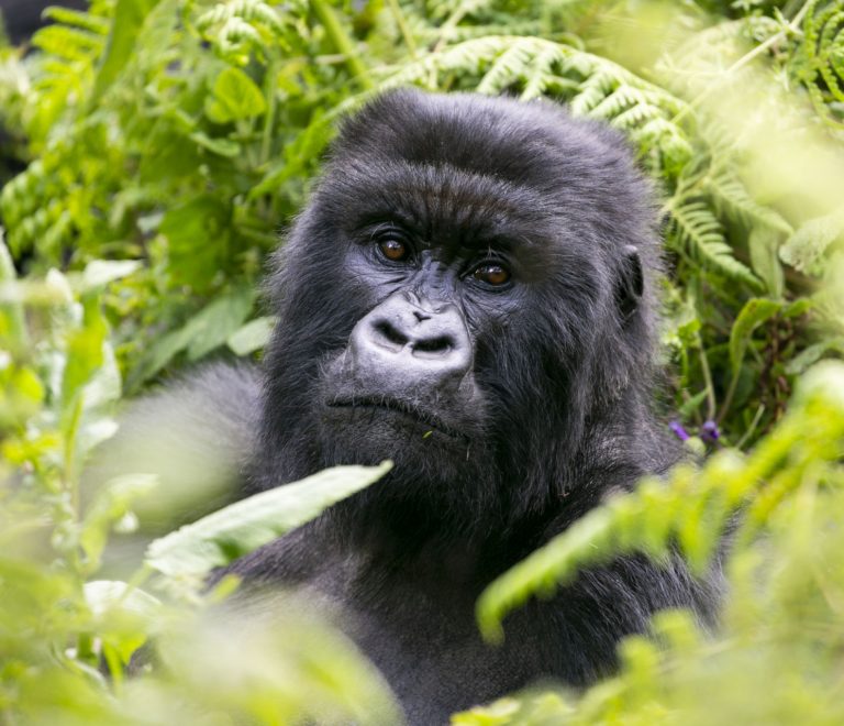 MOUNTAIN GORILLAS-TABIA TOURS AND TRAVEL
