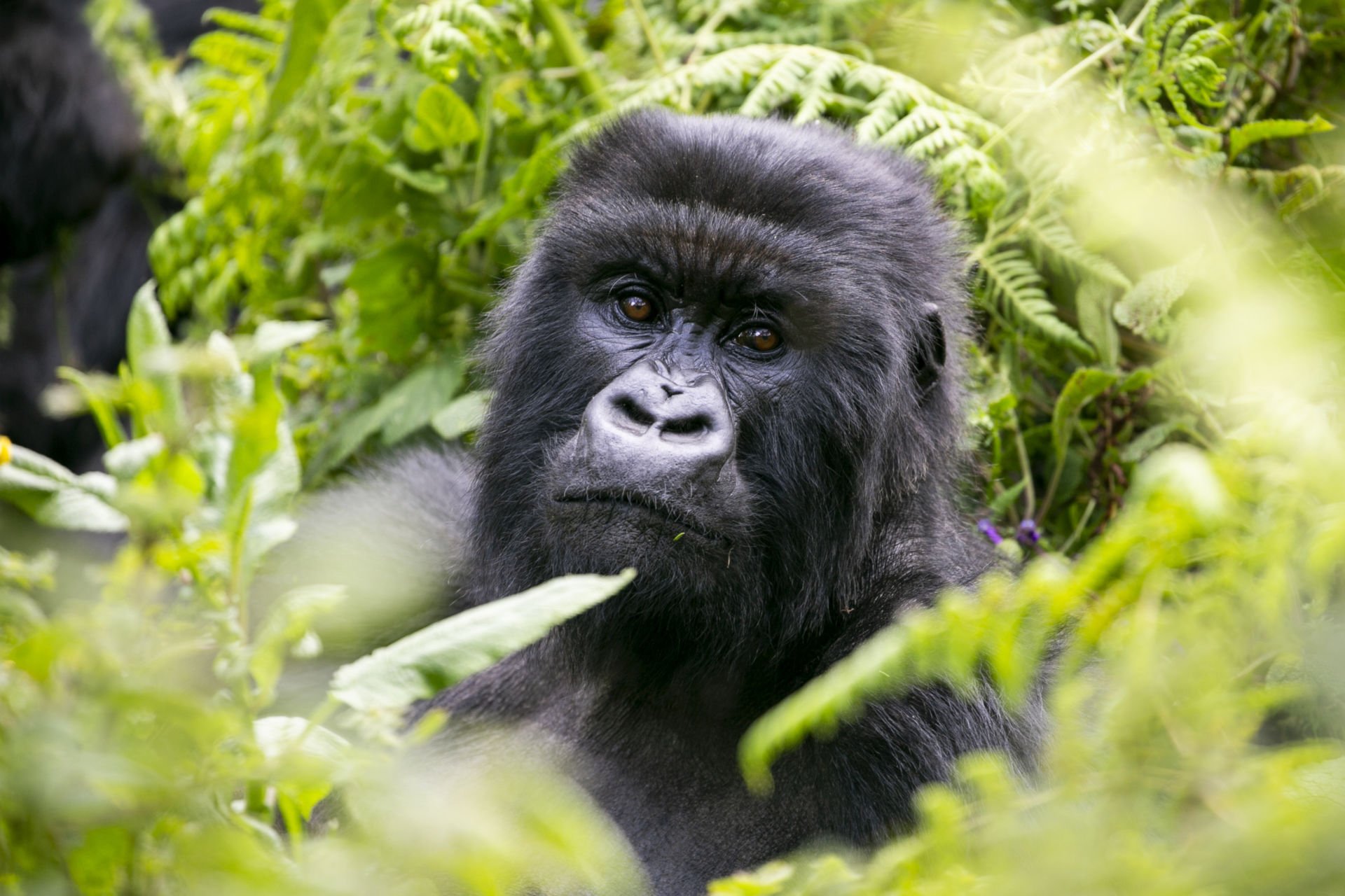 MOUNTAIN GORILLAS-TABIA TOURS AND TRAVEL