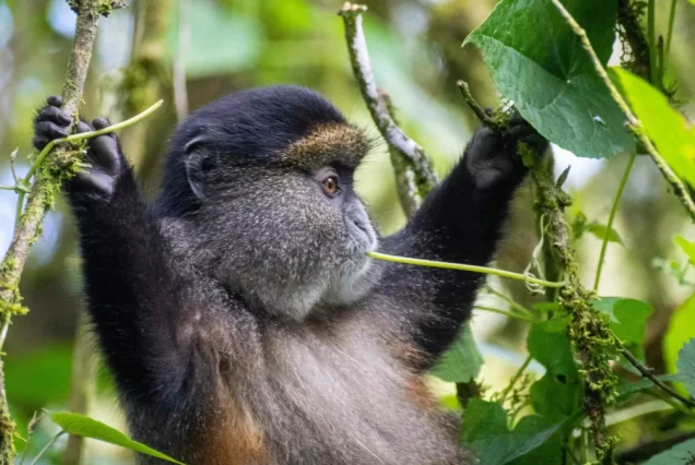 3-DAY RWANDA GORILLAS AND GOLDEN MONKEYS MAGICAL SAFARI
