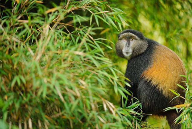 9 DAYS  RWANDA AND UGANDA