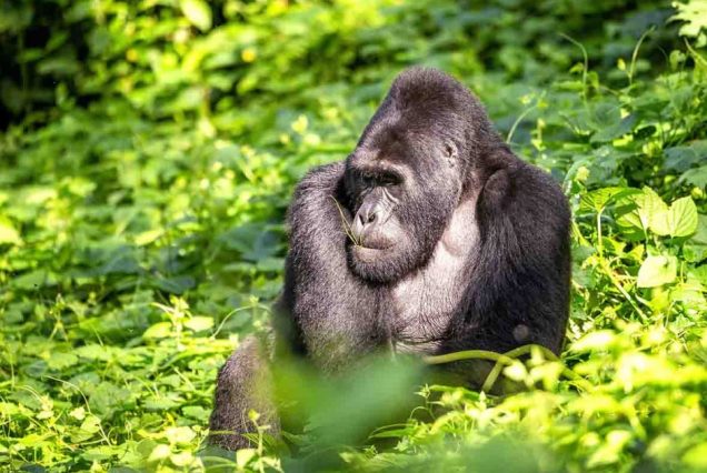 gorilla-tabia travels and tour