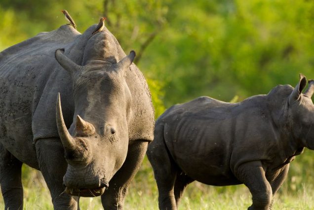 3-Day Murchison Falls Big 5 Safari & Ziwa Rhino Tracking