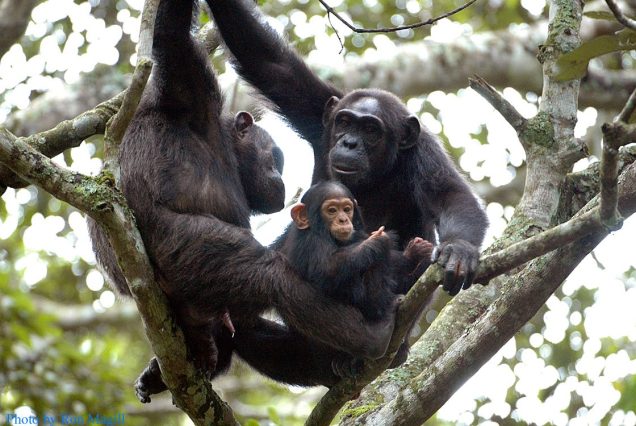 3-Day Nyungwe National Park and Lake Kivu Experience