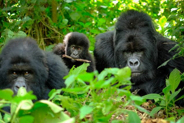 3-Day Affordable Gorilla Trekking in Rwanda
