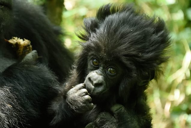 10-Day Uganda & Rwanda - Gorillas, Wildlife & Volcanoes