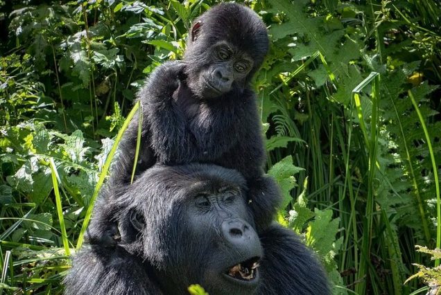 3-Day Bwindi Gorilla Trekking Safari from Kigali Rwanda